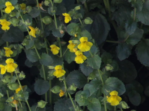 Mimulus moschatus