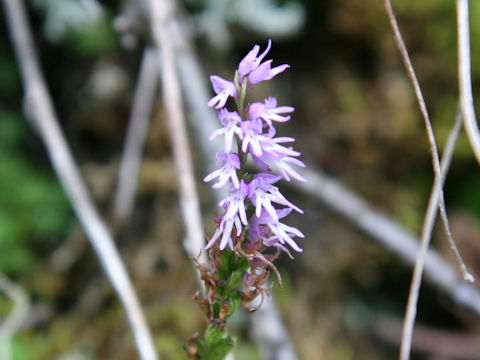 Gymnadenia cucullata