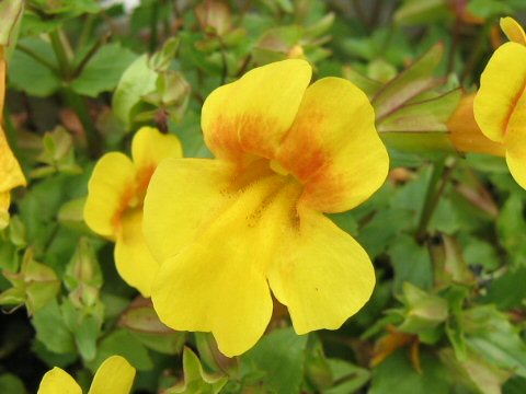 Mimulus x hybridus