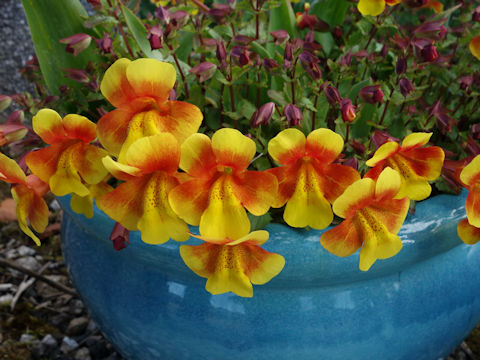 Mimulus x hybridus