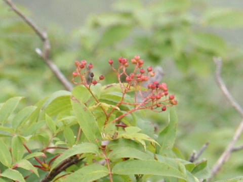 Sorbus sambuchifolia var. pseudoglacilis