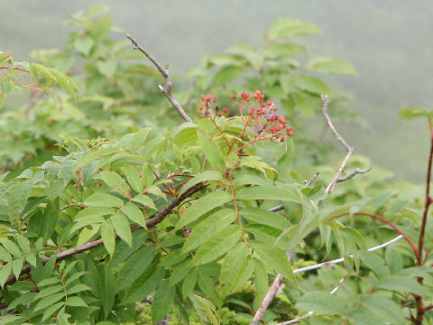 Sorbus sambuchifolia var. pseudoglacilis