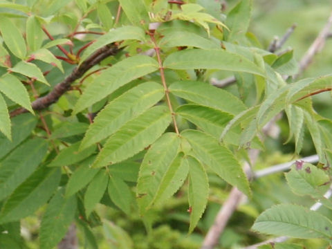 Sorbus sambuchifolia var. pseudoglacilis