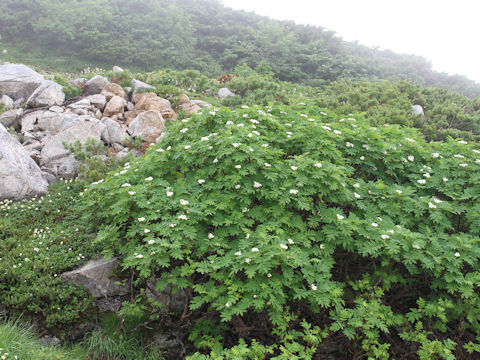 Sorbus sambuchifolia var. pseudoglacilis