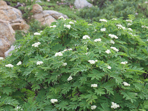 Sorbus sambuchifolia var. pseudoglacilis