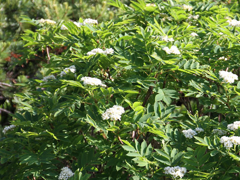 Sorbus sambuchifolia var. pseudoglacilis