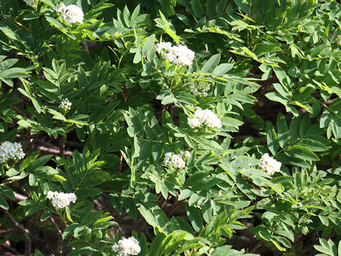 Sorbus sambuchifolia var. pseudoglacilis