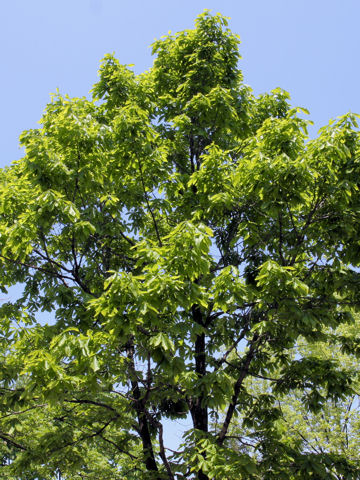 Quercus cuspidata