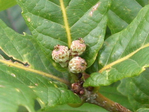 Quercus cuspidata