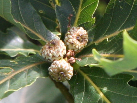 Quercus cuspidata