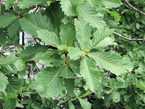 Quercus cuspidata