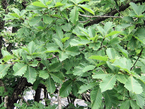 Quercus cuspidata