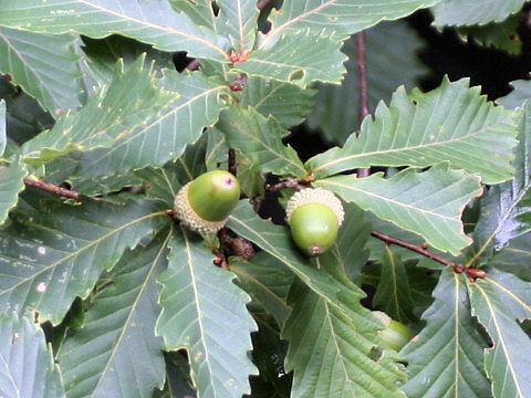 Quercus cuspidata