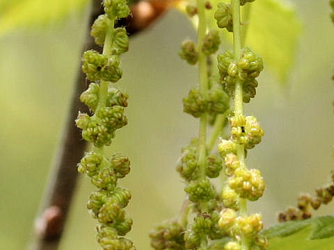 Quercus cuspidata