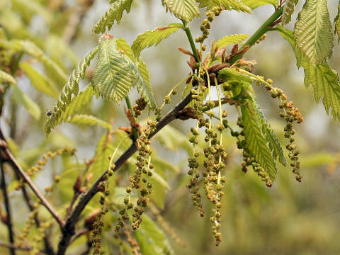 Quercus cuspidata