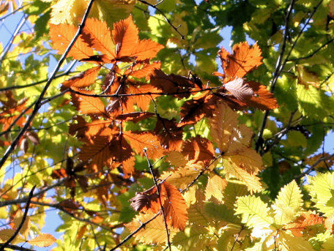 Quercus cuspidata