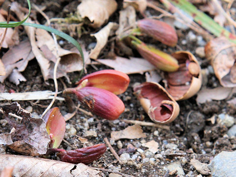 Quercus cuspidata