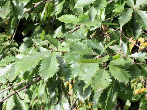 Quercus cuspidata