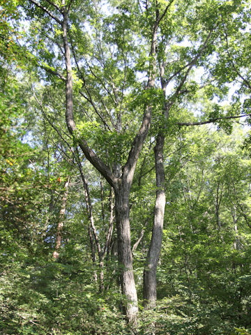 Quercus cuspidata