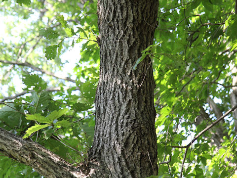 Quercus cuspidata