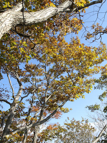 Quercus cuspidata