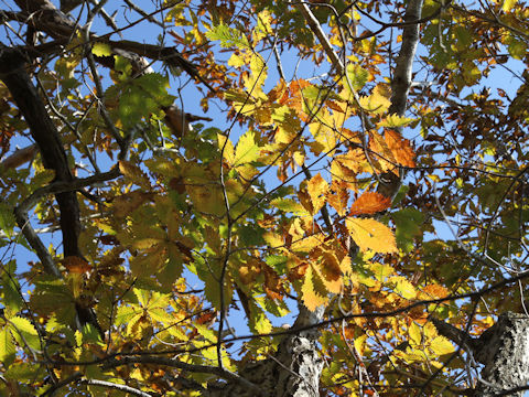 Quercus cuspidata