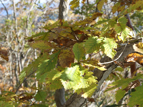 Quercus cuspidata