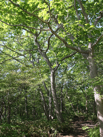 Quercus cuspidata