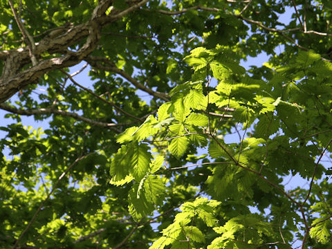 Quercus cuspidata