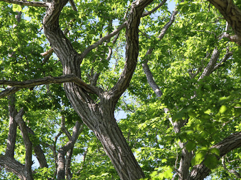 Quercus cuspidata