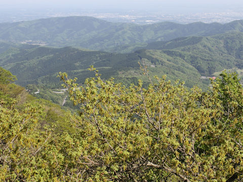 Quercus cuspidata