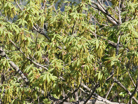 Quercus cuspidata