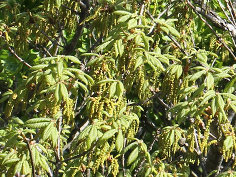 Quercus cuspidata