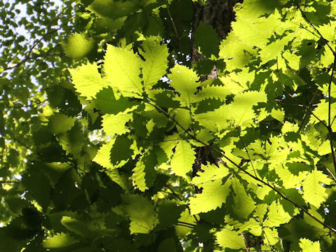 Quercus cuspidata