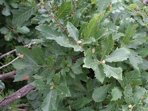 Quercus cuspidata