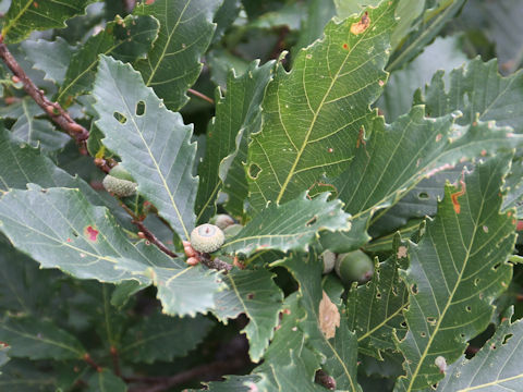 Quercus cuspidata