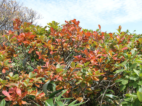 Quercus cuspidata