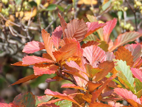 Quercus cuspidata