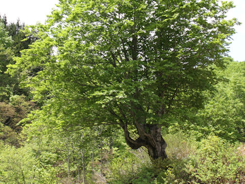 Quercus cuspidata