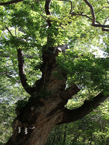 Quercus cuspidata