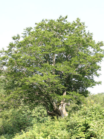 Quercus cuspidata