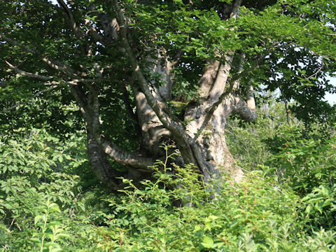 Quercus cuspidata