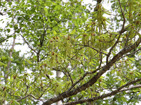 Quercus cuspidata