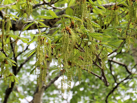 Quercus cuspidata