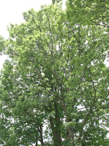 Quercus cuspidata