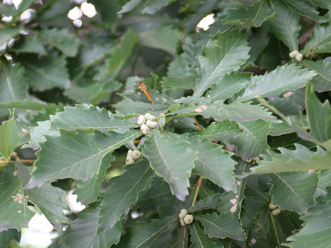 Quercus cuspidata