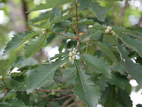 Quercus cuspidata