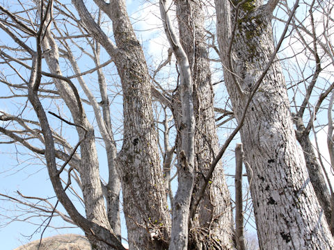 Quercus cuspidata