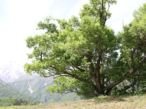 Quercus cuspidata