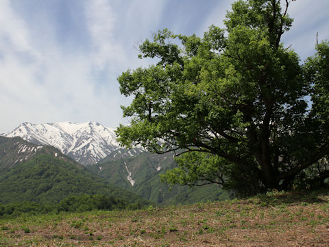 Quercus cuspidata